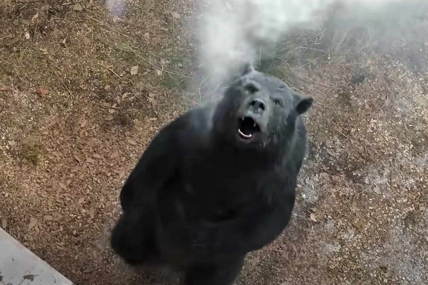 Bekloppter als "Sharknado", aber wahr: Dieser Horror-Bär dreht völlig am Rad