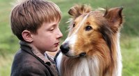 Die 14 besten Hundefilme: Unsere Bestenliste für Hunde-Liebhaber 