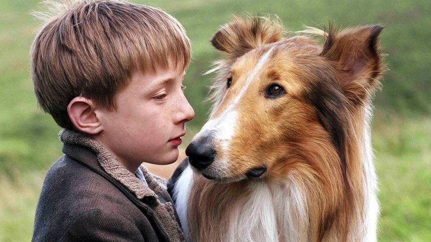 Die 14 besten Hundefilme: Unsere Bestenliste für Hunde-Liebhaber