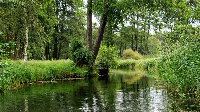 Der Spreewald mit seinen Flusslandschaften.