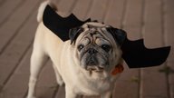 Hundekostüme: Das sind die vier besten Hundeverkleidungen