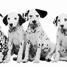 101 Dalmatiner / Hunde / Welpen Poster
