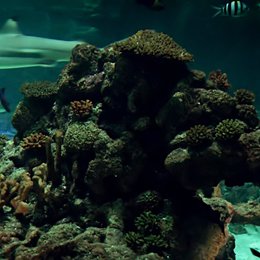 3D Unterwasserwelten - Tropen-Aquarium Hagenbeck Poster