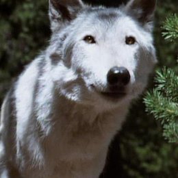 Ruf des weißen Wolfes, Der Poster