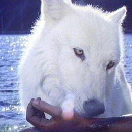 Ruf des weißen Wolfes, Der Poster