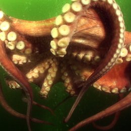Oktopusse - Genies aus der Tiefsee Poster