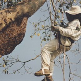 Assam - Im Land der Bienenbäume Poster