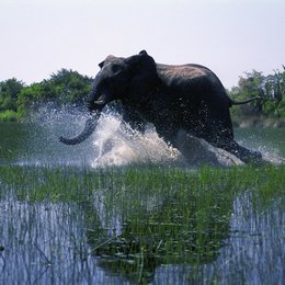 African Adventure 3D - Safari im Okavango Poster