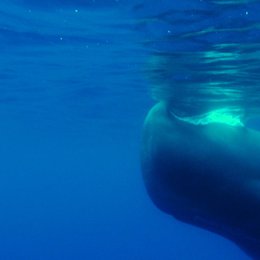 Azoren - Auf den Spuren von ... Entdeckern - Walen - Vulkanen: Haie, Wale, Teufelsrochen Poster