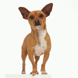 Beverly Hills Chihuahua Poster