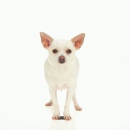 Beverly Hills Chihuahua Poster