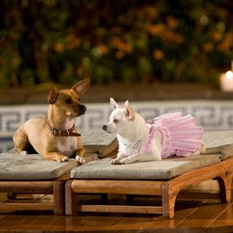 Beverly Hills Chihuahua / Beverly Hills Chihuahua / Beverly Hills Chihuahua 2 / Beverly Hills Chihuahua 3 Poster