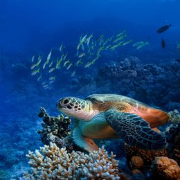 Abenteuer Korallenriff - Die Unterwasserwelt Ägyptens Poster