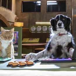 Cats & Dogs 3 - Pfoten vereint! Poster