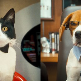 Cats & Dogs - Die Rache der Kitty Kahlohr Poster