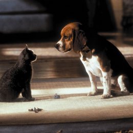 Cats & Dogs - Wie Hund und Katz Poster