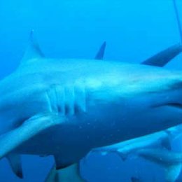 Dive - Im Reich der wilden Haie Poster