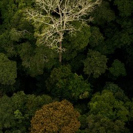 Geheimnis der Bäume, Das Poster