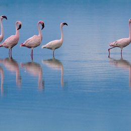 Auf purpurnen Schwingen - das Geheimnis der Flamingos Poster