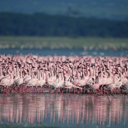 Geheimnis der Flamingos, Das Poster