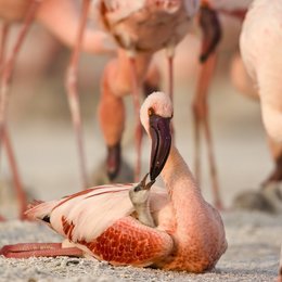 Geheimnis der Flamingos, Das Poster