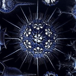 kreative Universum - Naturwissenschaft und Spiritualität im Dialog, Das Poster