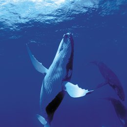Delfine und Wale 3D Poster