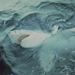 weiße Hai, Der Poster