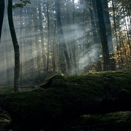 wilde Wald - Natur Natur sein lassen, Der / wilde Wald, Der Poster