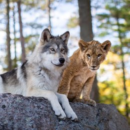 Wolf und der Löwe, Der Poster