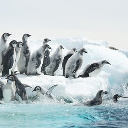 die-reise-der-pinguine-2-09 Poster