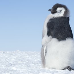 Reise der Pinguine 2, Die Poster