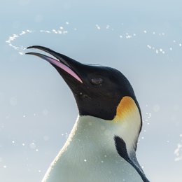 Reise der Pinguine 2, Die Poster