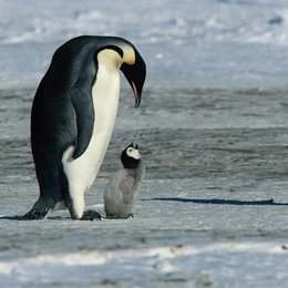Reise der Pinguine, Die Poster