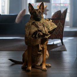Dog - Das Glück hat vier Pfoten / Dog Poster