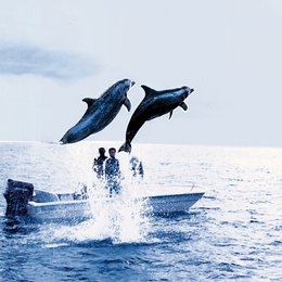 Dolphins (Kurzfilm) Poster