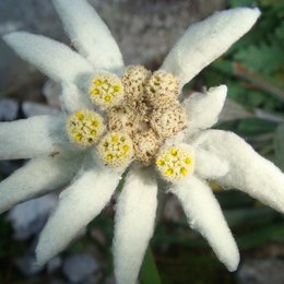 Edelweiß - eine kleine Blume mit großem Kultstatus: Natur, Kultur, Mythos, Medizin Poster
