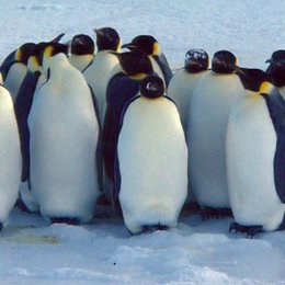 lange Marsch der Pinguine, Der Poster