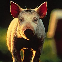 Schweinchen namens Babe, Ein / Schwein Poster