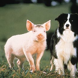 Schweinchen namens Babe, Ein / Schwein / Hund Poster