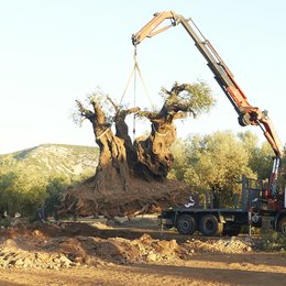 Olivo - Der Olivenbaum, El Poster