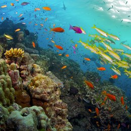 Erlebnis Erde: Great Barrier Reef - Naturwunder der Superlative Poster