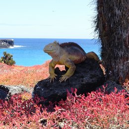 Faszination Galapagos - Südamerika / Faszination Südamerika: Galapagos Poster