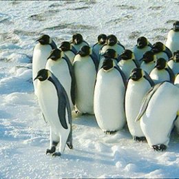 Farce of the Penguins / Die verrueckte Reise der Pinguine Poster