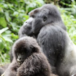 Hannes Jaenicke: Im Einsatz für Gorillas (ZDF) Poster