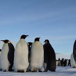 Pengi und Sommi - Die neue Reise der Pinguine Poster