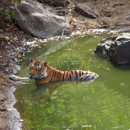 Indien - Auf den Spuren des Tigers Poster