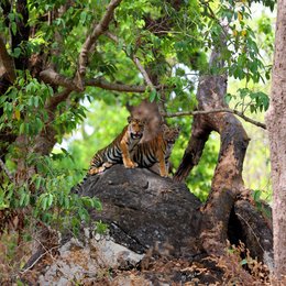 Indien - Auf den Spuren des Tigers Poster