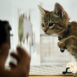 Keanu - Her mit dem Kätzchen! / Keanu Poster