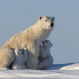 Knut und seine Freunde Poster
